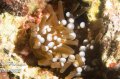 anenome bleaching